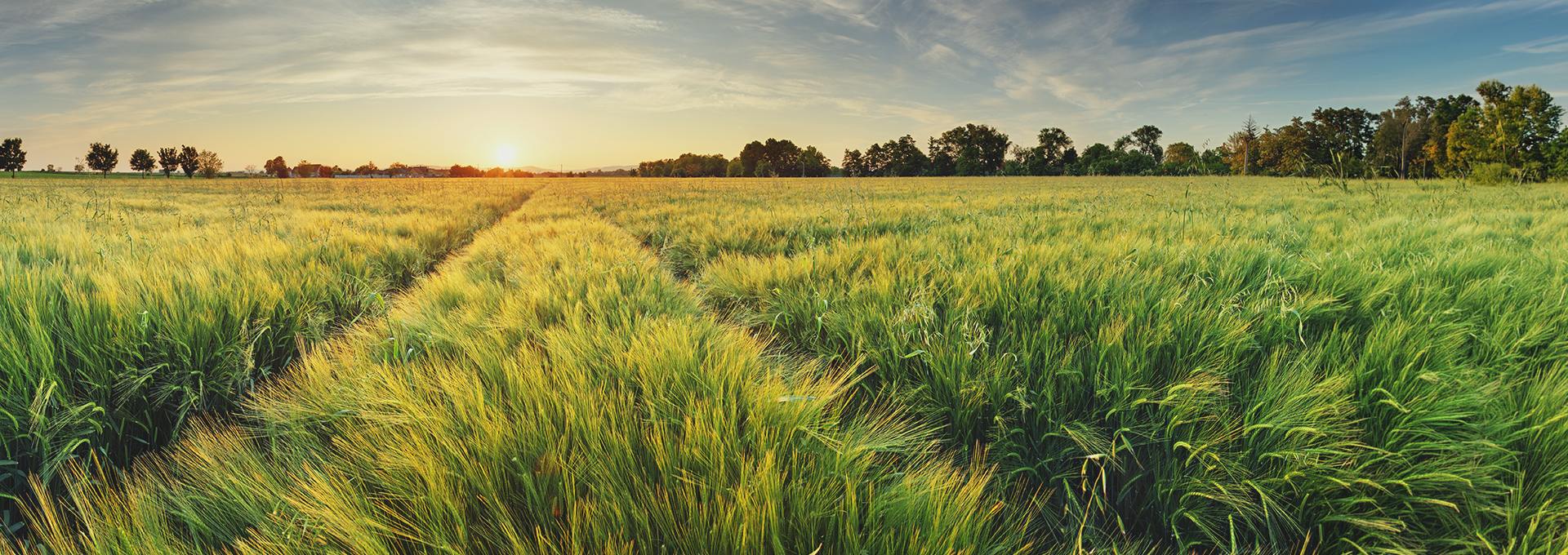 אימון אישי בצמתי חיים וקריירה